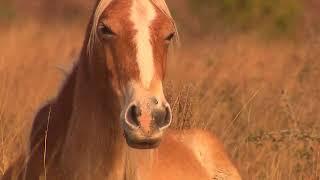 Wild Cumberland Island | Georgia Outdoors