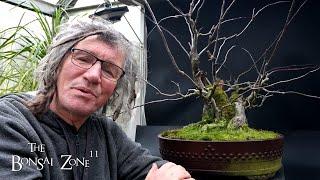 Pruning My Apple Tree, The Bonsai Zone, Nov 2024