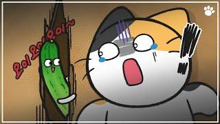 Why Are Cats Afraid of Cucumbers?