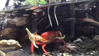 A red pirate crab feeding