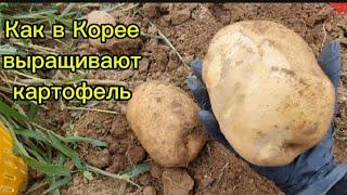 Как в Южной Корее выращивают картофель #жизньвюжнойкорее #жизньвдеревне #картошка