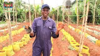 Commercial seed yam-in-sack farming: MULTIPLE mind-blowing experiments you should see!