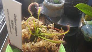 Albino cape sundew unboxing (drosera capensis Alba)