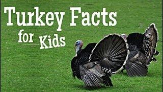 Turkey Facts for Kids