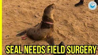 We Never Know What Awaits: Back-to-Back Seal Rescues