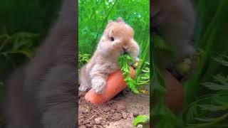 ASMR Bliss: Serene Bunny Rabbit Savoring a Crunchy Carrot