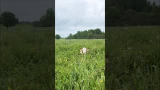 Их жизнь на природе #герефорд #корова #природа #жизнь #радость #цветы #животные #cow #animals #farm