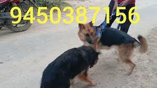 PG HOUSE DOG KENNEL FARRUKHABAD #dog