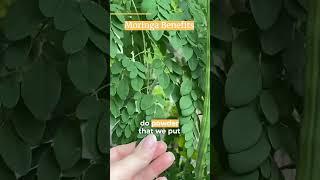 Have you tried Moringa?? #urbanhomesteading