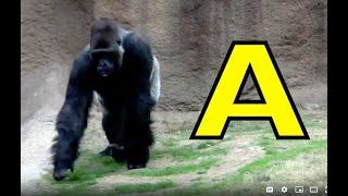 ALPHABET ANIMALS / PHONICS / ALPHABET SONG (Part 106) EDUCATIONAL KIDS / Toddlers, Preschool, K-3