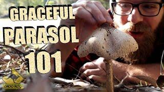 The Graceful Parasol Mushroom - How to find.