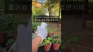 멍밥풀달력, 칼북스사용법 #제라늄칼슘제