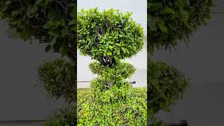 Decorations your plant #gardeningpointds #houseplants #plants #shortsfeed #trending