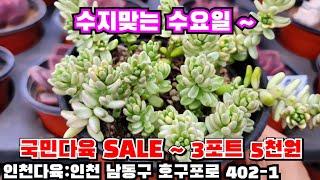 [인천다육]️수지맞는 수요일 대박찬스3만 구매시 써비스증정 인천 남동구 호구포로 402-1 ️ 010-5316-7402
