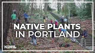 Portland teens plant around 300 native plants