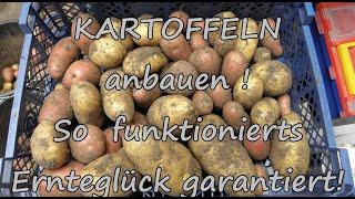 Kartoffeln anbauen im wühlmaussicheren Hochbeet im April So funktionierts ERNTEGLÜCK