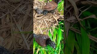 #birds Để bảo vệ tổ chim mẹ tha rắn về để bảo vệ chim non #animals ￼
