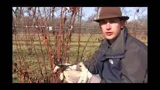 How to Care for Winter-Killed Blackberry Plants in Spring Season Video