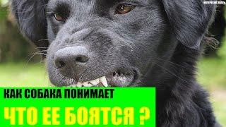 Как собака понимает что ее боятся?