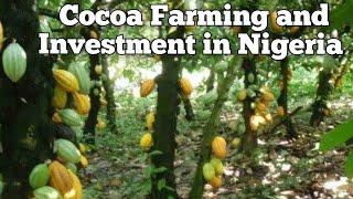 Cocoa Farming and Investment in Nigeria 2024