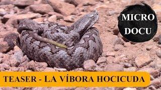 Adelanto MicroDocu - La víbora hocicuda (Vipera latastei)