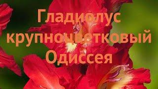 Гладиолус крупноцветковый Одиссея (odysee)  обзор: как сажать, луковицы гладиолуса Одиссея