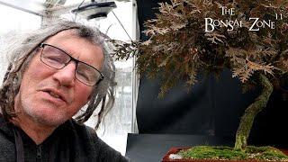 Pruning My 50 Year Old Thuja Bonsai, Part 1, The Bonsai Zone, Dec 2024