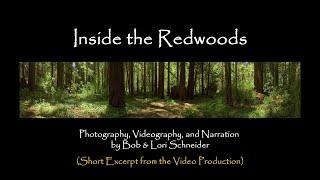 Inside the Redwoods | A Mystical Journey through Nature's Majesty (Excerpt)