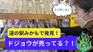 【栃木】道の駅みかもを散策！白いいちごの甘い香りに誘われて(栃木市)