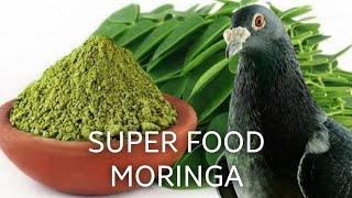 Additive for Racing Pigeon Mixtures - Moringa Leaves also known as Drumstick