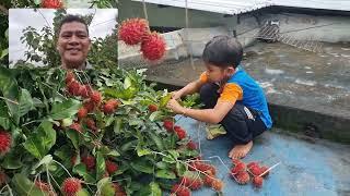 buah rambutan di atas dak rumah30 Januari 2023