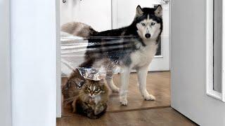 Huskies and Cats Run Into an Invisible Barrier on Their Way to Food