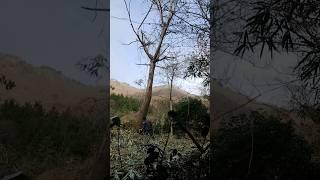 Dangerous big tree cutting #agriculture #farmer #eps #chainsaw #forest #treecutting #stihl