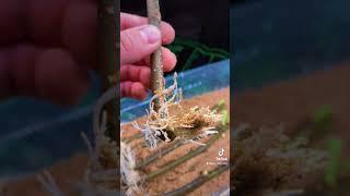 How To Root Plants And Cuttings The Easiest Method! Mind Blowing Results!