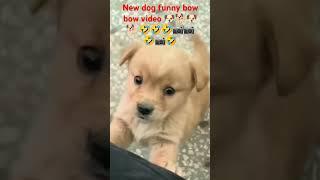 New dog funny bow bow      8 