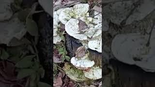 "Наконец-то, весна точно пришла!" Видеосюжет от Сергея Созинова