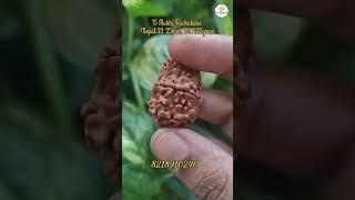 15 mukhi rudraksha #rudraksha #astro #shiv #om #astrology #rudra #jewellery #viralvideos #rudraksh