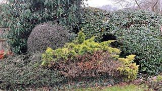 What to do with a Messy Juniper & Cutting Hard Back a Big Viburnum