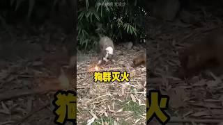 野狗看见森林着火，呼朋唤友进行灭火 #涨知识#科普