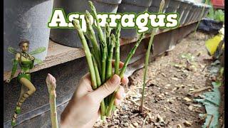 When Cutting Asparagus Spears. #shorts