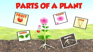 Parts of a Plant || Plant parts for Kids || Learn Parts of a Plant || Plant parts for Kindergarten