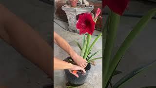 Lilies, this helps to create large bulbs and new flowers #shorts