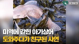 미역 사이에 갇힌 '아기상어' 도와주다가 '절친' 돼버린 남자