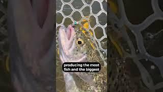 Fly fishing report from the White Mountains of Arizona, June 16, 2025