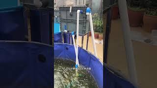 蛋蛋的锦鲤日志：管道口径对循环水量的影响 #锦鲤鱼池设计 #过滤系统 #锦鲤 #修建鱼池 #锦鲤池