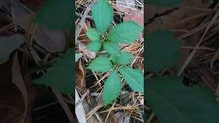 심봤다!^^!산삼 2구10엽!먹지마세요!눈에 양보하세요!! #korea #ginseng #thanksgiving #planted