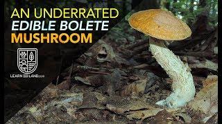 An Underrated Wild Edible Bolete Mushroom