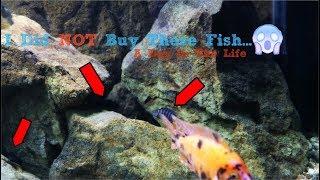 Hybrid Fish Taking Over!!! Snailpocalypse| A Day In The Life...