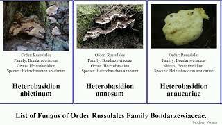 List of Fungus of Order Russulales Family Bondarzewiaceae. heterobasidion occidentale annosum Time