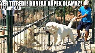 YER TİTREDİ !! BUNLAR KÖPEK OLAMAZ ! ( CAO, TÜRKMEN ALABAY, ORTA ASYA ÇOBAN KÖPEĞİ, ALABAİ, Алабай